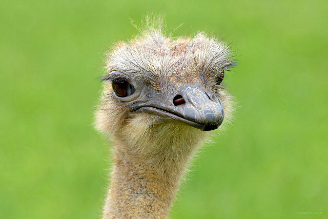 Close-up portrait of a female ostrich against a green background, illustrating the ostrich effect